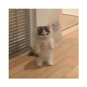 michi (MICHI)